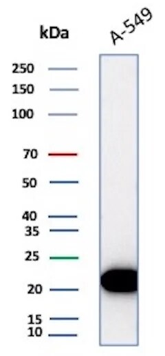 Bax Antibody (rBAX/962) - Azide and BSA Free