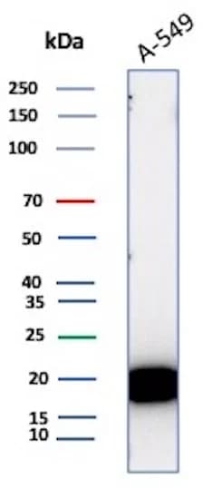 Bax Antibody (BAX/3158R) - Azide and BSA Free