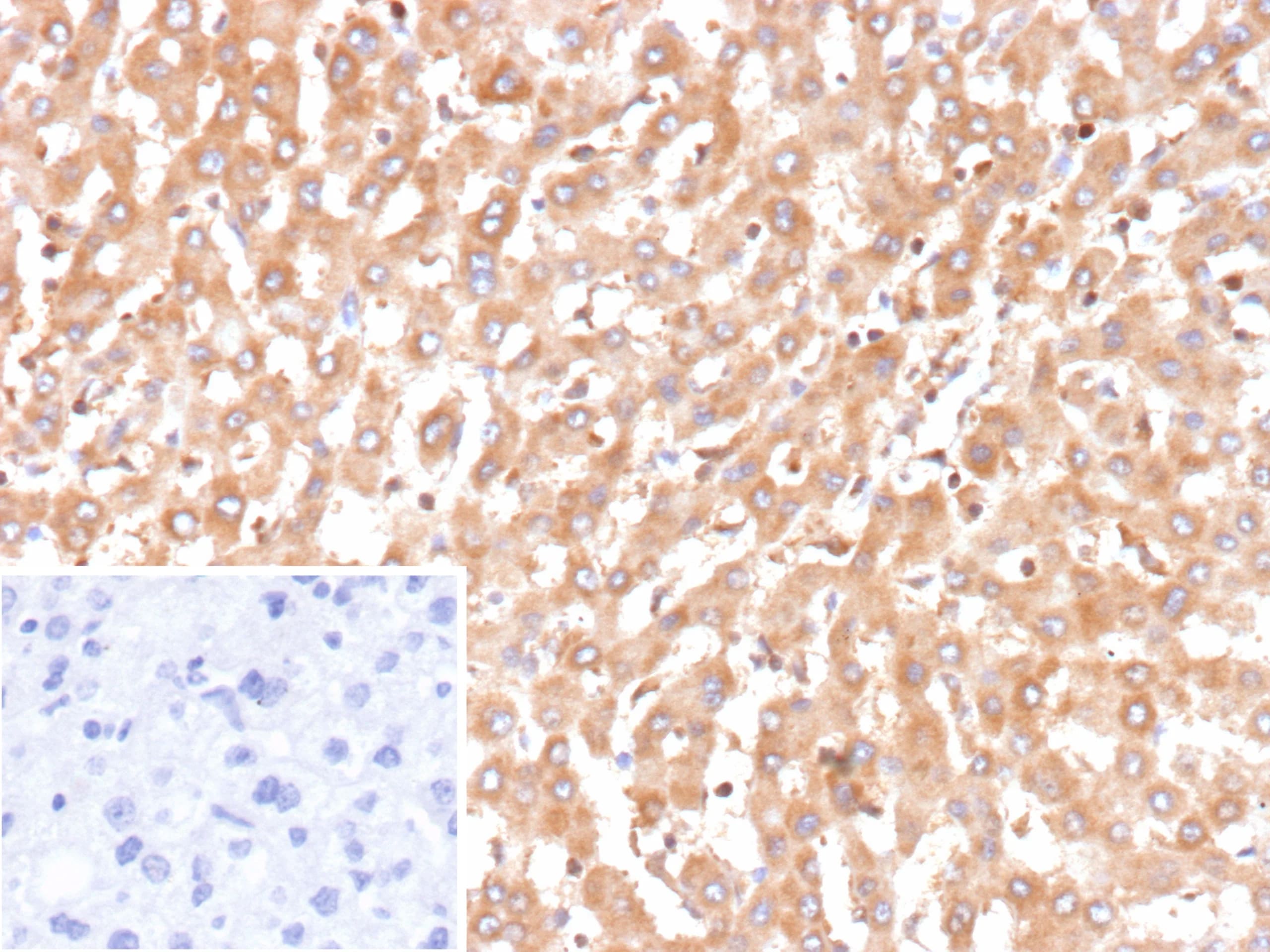 Bax Antibody (BAX/9925R) - Azide and BSA Free