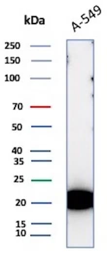 Bax Antibody (BAX/9925R) - Azide and BSA Free