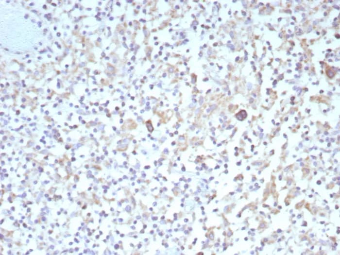 bcl-x Antibody (BCL2L1/9221R) - Azide and BSA Free