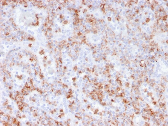 S100A9 Antibody (rMAC3781) - Azide and BSA Free