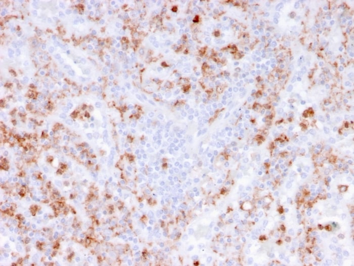 S100A9 Antibody (rMAC3781) - Azide and BSA Free