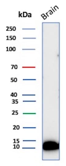 S100B Antibody (S100B/12587R) - Azide and BSA Free
