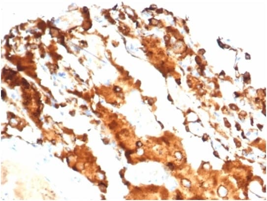SP-D Antibody (SFTPD/7084R) - Azide and BSA Free