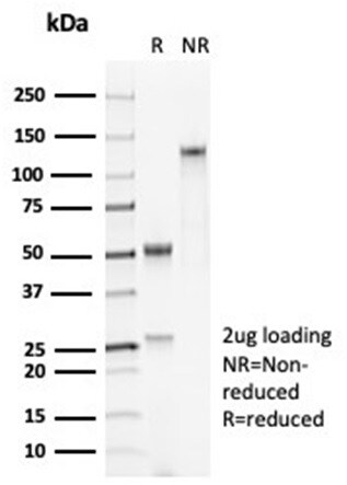 SP-D Antibody (SFTPD/7084R) - Azide and BSA Free