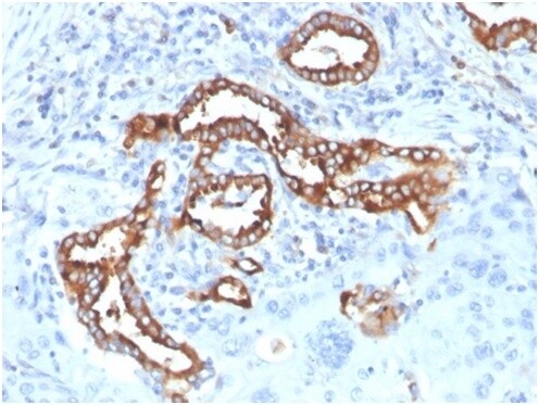 SP-D Antibody (SFTPD/7084R) - Azide and BSA Free