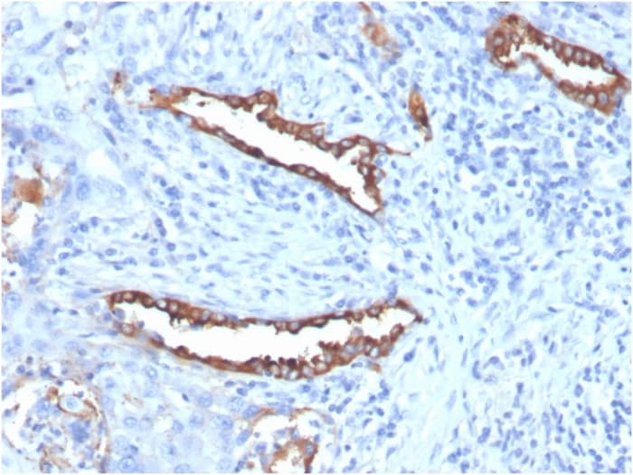 SP-D Antibody (SFTPD/7085R) - Azide and BSA Free