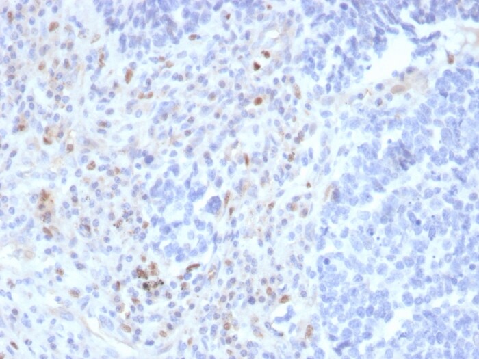 PU.1/Spi-1 Antibody (rPU1/2146) - Azide and BSA Free