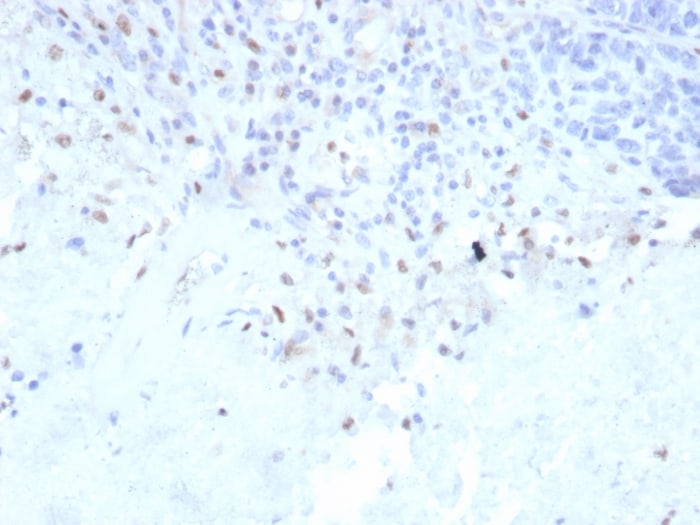 PU.1/Spi-1 Antibody (rPU1/2146) - Azide and BSA Free