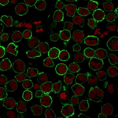 CD43/Sialophorin Antibody (rSPN/839) - Azide and BSA Free