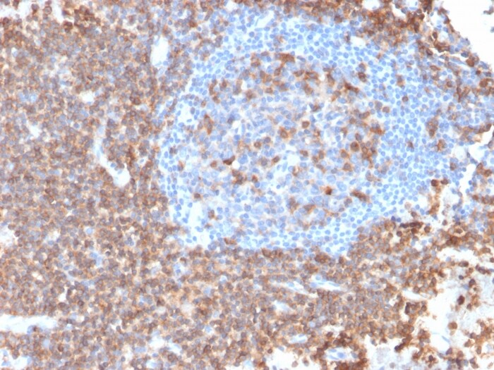 CD43/Sialophorin Antibody (rSPN/839) - Azide and BSA Free