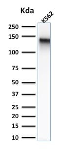 CD43/Sialophorin Antibody (rSPN/839) - Azide and BSA Free