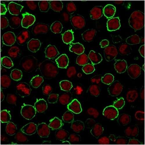 CD43/Sialophorin Antibody (rSPN/1094) - Azide and BSA Free