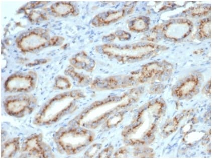 Osteopontin/OPN Antibody (OSP/4589) - Azide and BSA Free