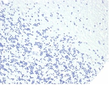 Growth Hormone Antibody (rGH/4887) - Azide and BSA Free