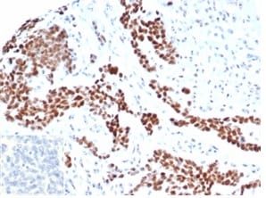 WT1 Antibody (rWT1/6908) - Azide and BSA Free