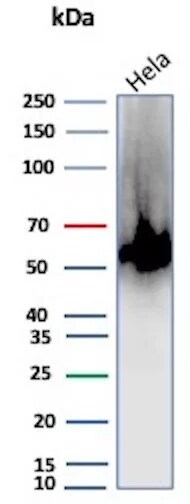 Carbonic Anhydrase IX/CA9 Antibody (rCA9/9937) - Azide and BSA Free