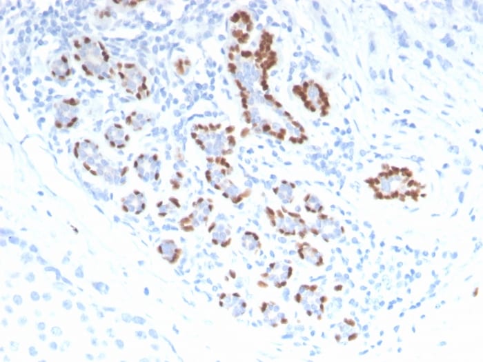 p40/deltaNp63 Antibody - Azide and BSA Free