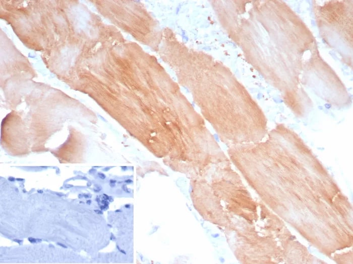 Alpha Actinin 2 Antibody (ACTN2/8184R) - Azide and BSA Free