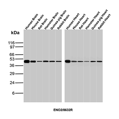 Enolase 2/Neuron-specific Enolase Antibody (ENO/8632R) - Azide and BSA Free