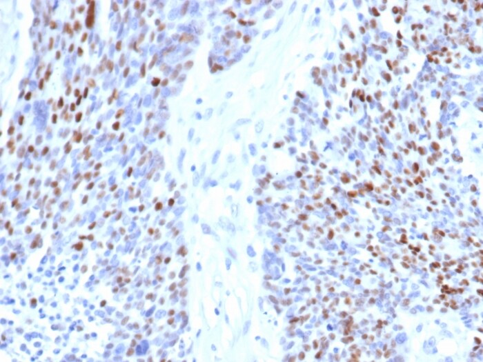 Cyclin E1 Antibody (rCCNE1/4936) - Azide and BSA Free