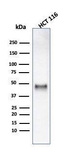 Cyclin E1 Antibody (rCCNE1/4936) - Azide and BSA Free