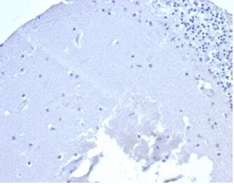 CD5 Antibody (rC5/6429) - Azide and BSA Free