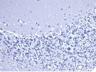 CD5 Antibody (C5/6463R) - Azide and BSA Free
