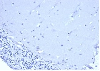 CD5 Antibody (C5/6438R) - Azide and BSA Free