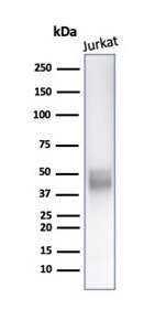 CD5 Antibody (C5/6438R) - Azide and BSA Free