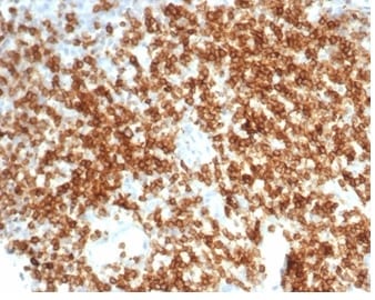 CD6 Antibody (C6/7022R) - Azide and BSA Free