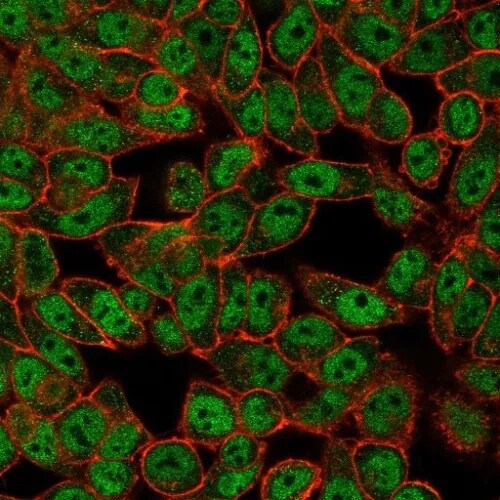 GCM2 Antibody (PCRP-GCM2-1B3) - Azide and BSA Free
