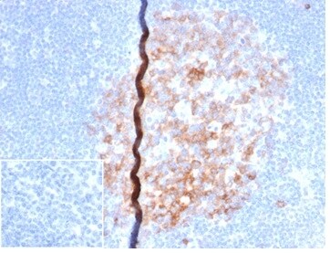 B7-2/CD86 Antibody (rC86/6872) - Azide and BSA Free