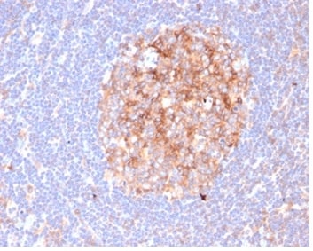 B7-2/CD86 Antibody (C86/6500R) - Azide and BSA Free