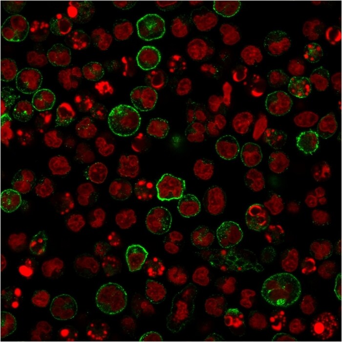 B7-2/CD86 Antibody (C86/2160R) - Azide and BSA Free