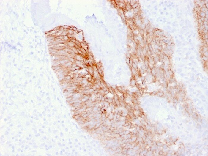CD44, variant 6 Antibody (2F10) - Azide and BSA Free
