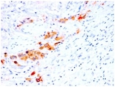 CD44, variant 4 Antibody (rCD44v4/1219) - Azide and BSA Free