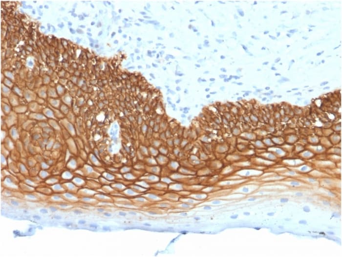 CD44, variant 3 Antibody (3G5) - Azide and BSA Free