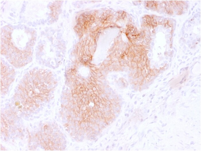 CD44, variant 6 Antibody (CD44V6/2496) - Azide and BSA Free