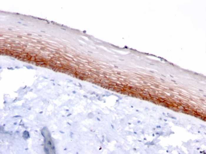 CD44, variant 4/5 Antibody (3D2) - Azide and BSA Free