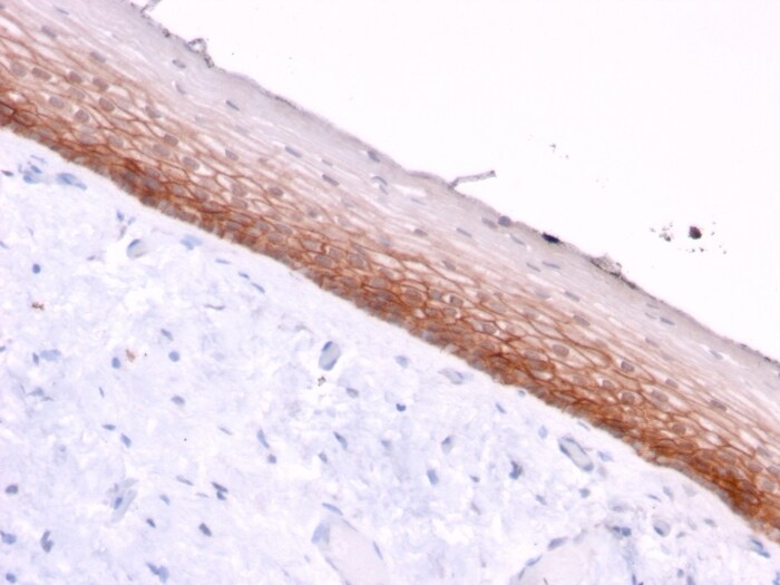 CD44, variant 4/5 Antibody (3D2) - Azide and BSA Free