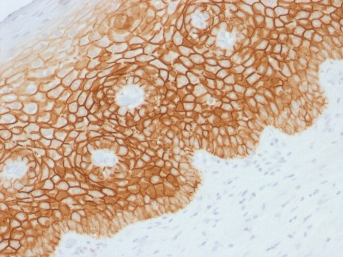 CD44, variant 4 Antibody - Azide and BSA Free
