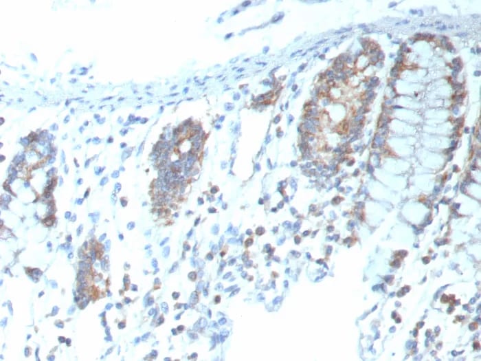 CD151 Antibody (CD151/9297R) - Azide and BSA Free