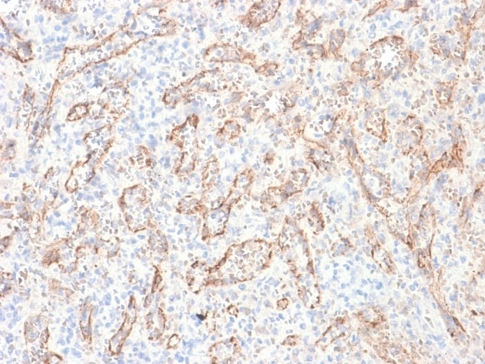 TL1A/TNFSF15 Antibody (rVEGI/1283) - Azide and BSA Free