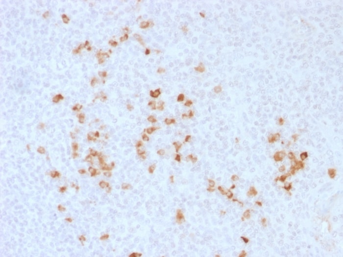 IgG Antibody - Azide and BSA Free