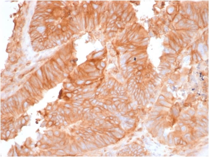 beta 2-Microglobulin Antibody (rB2M/961) - Azide and BSA Free