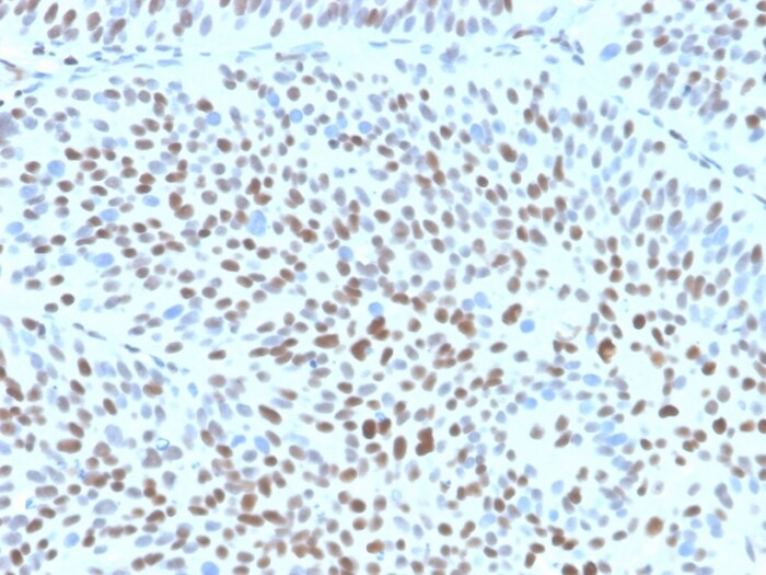 p27/Kip1 Antibody (KIP1/1355R) - Azide and BSA Free