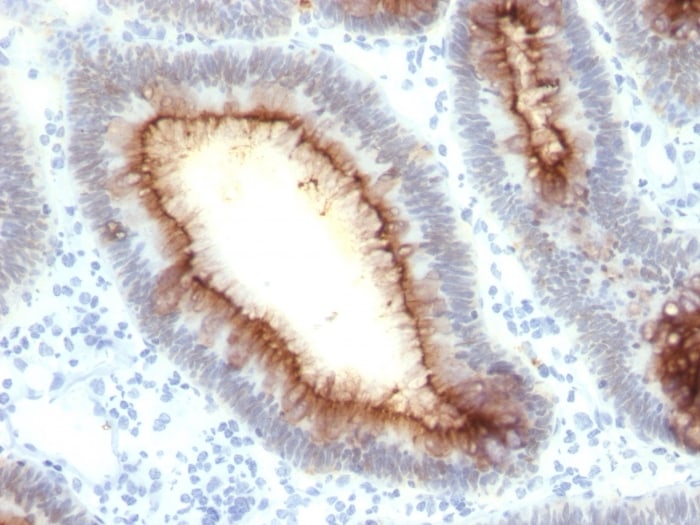 CEACAM5/CD66e Antibody (rC66/1009) - Azide and BSA Free
