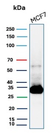 Galectin-3 Antibody (LGALS3/13233R) - Azide and BSA Free